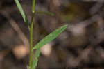 Showy milkwort